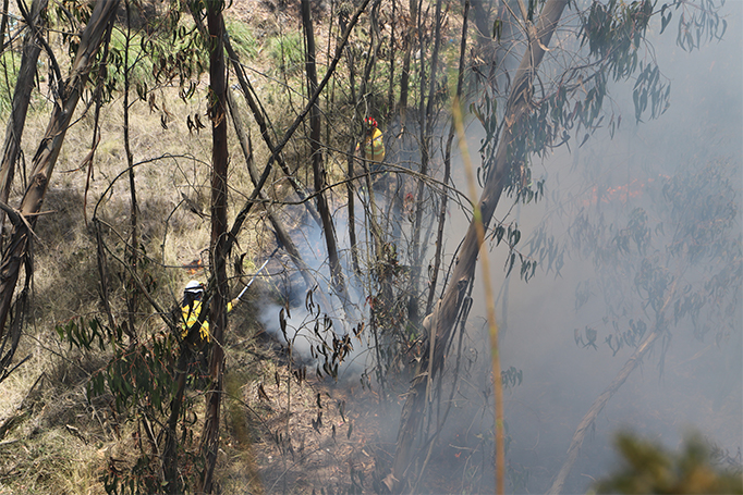 boletin_forestal_.jpg